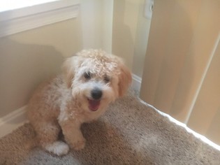 Bichon Frise-Poodle (Standard) Mix Puppy for sale in CAPITOL HEIGHTS, MD, USA