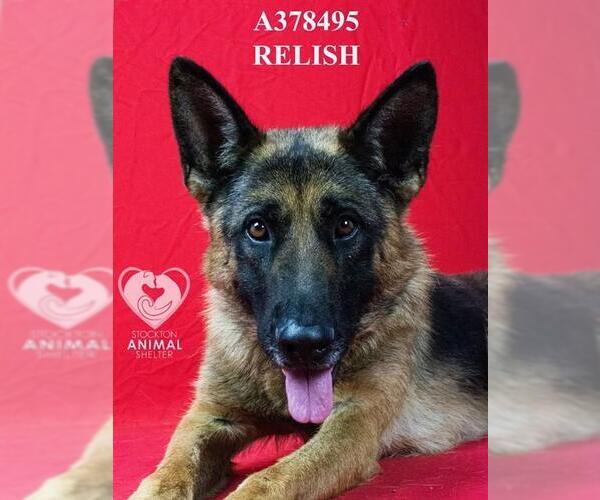 Medium Photo #2 German Shepherd Dog Puppy For Sale in Stockton, CA, USA