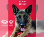 Small #1 German Shepherd Dog