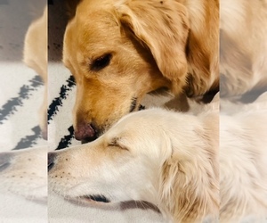 Mother of the English Cream Golden Retriever-Golden Retriever Mix puppies born on 05/26/2025