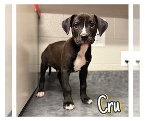 American Staffordshire Terrier-Unknown Mix Dogs for adoption in Pierceton , IN, USA
