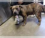 KENDEL - Female Mutt Dog for Adoption - Small photo