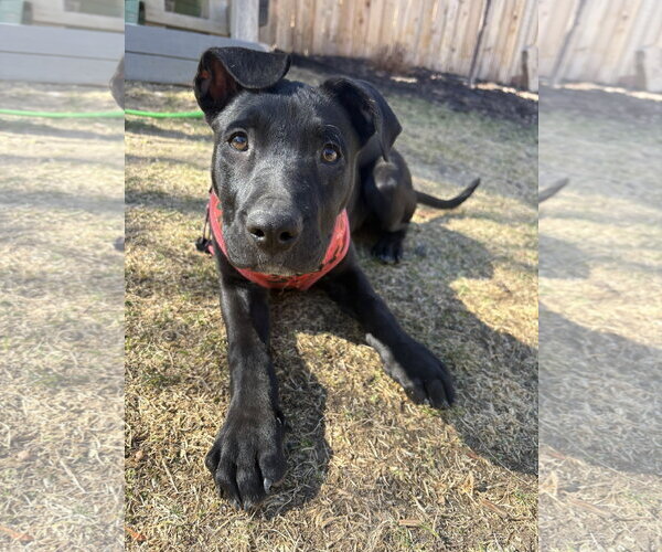 Medium Photo #2 Labrador Retriever-Unknown Mix Puppy For Sale in Aurora, CO, USA