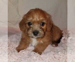 Jack-A-Poo Puppy for sale in FREDERICKSBURG, OH, USA