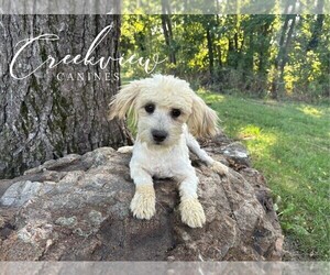 Havanese Puppy for Sale in NIANGUA, Missouri USA