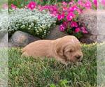 Small Photo #2 Goldendoodle (Miniature) Puppy For Sale in NAPPANEE, IN, USA