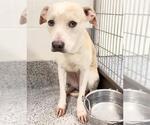 Small #1 Labrador Retriever Mix