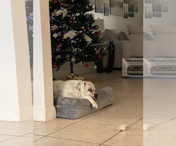 Medium Photo #2 American Bulldog Puppy For Sale in Miami, FL, USA