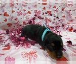 Small #2 Dachshund