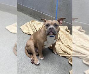 Bulldog-Unknown Mix Dogs for adoption in Las Vegas, NV, USA