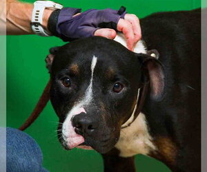 DARLA - Female Mutt Dog for Adoption - Photo #2