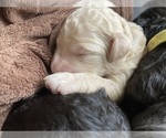 Small Photo #7 Goldendoodle Puppy For Sale in LAKEWOOD, WA, USA