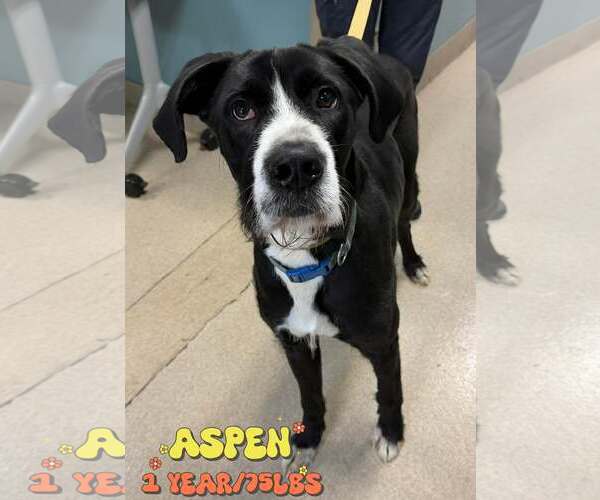 Medium Photo #2 Great Dane-Unknown Mix Puppy For Sale in Woodbury, NY, USA