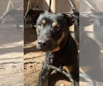 Small Doberman Pinscher