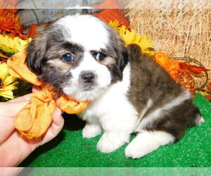 Shih Tzu Puppy for Sale in HAMMOND, Indiana USA