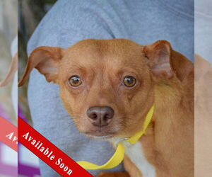 Italian Greyhuahua Dogs for adoption in Huntley, IL, USA