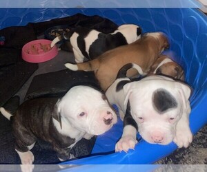 American Bulldog Litter for sale in INDEPENDENCE, MO, USA