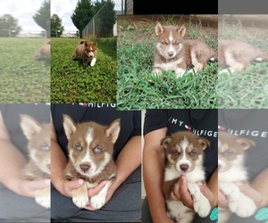 Siberian Husky Puppy for sale in INMAN, SC, USA