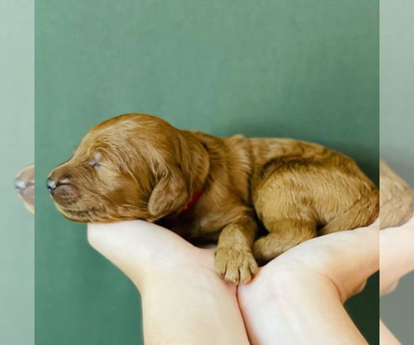 Medium Photo #11 Goldendoodle Puppy For Sale in KISSIMMEE, FL, USA