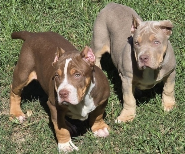 Medium Photo #5 American Bully Puppy For Sale in WALTERBORO, SC, USA