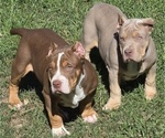 Athena - Female American Bully Puppy for Sale - Photo #5