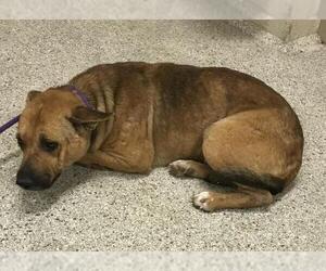 Mutt Dogs for adoption in Conroe, TX, USA