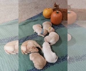 Labrador Retriever Puppy for Sale in OLYMPIA, Washington USA