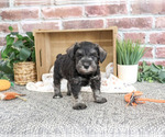 Small #4 Schnauzer (Miniature)
