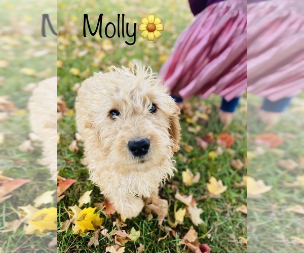Medium Photo #1 Goldendoodle Puppy For Sale in COOKEVILLE, TN, USA