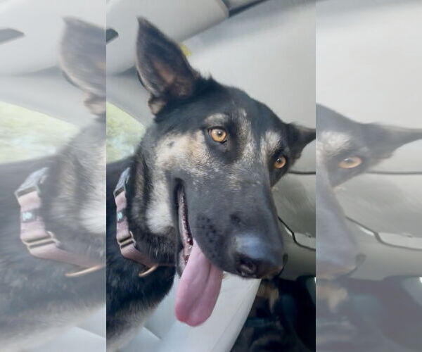 Medium Photo #6 German Shepherd Dog-Unknown Mix Puppy For Sale in Chandler, AZ, USA