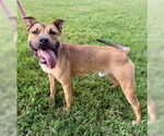 Small #1 American Pit Bull Terrier Mix