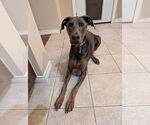 Small #7 Doberman Pinscher