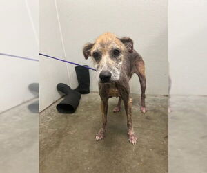 Labrador Retriever-Unknown Mix Dogs for adoption in Rosenberg, TX, USA