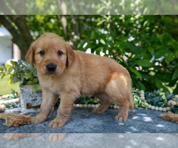 Medium Photo #35 Golden Retriever Puppy For Sale in WOLCOTTVILLE, IN, USA