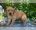 Small Photo #35 Golden Retriever Puppy For Sale in WOLCOTTVILLE, IN, USA