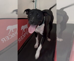 Rhamona - Female Labrador Retriever-Unknown Mix Dog for Adoption - Photo #7