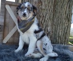 Small Photo #1 Australian Shepherd Puppy For Sale in HONEY BROOK, PA, USA