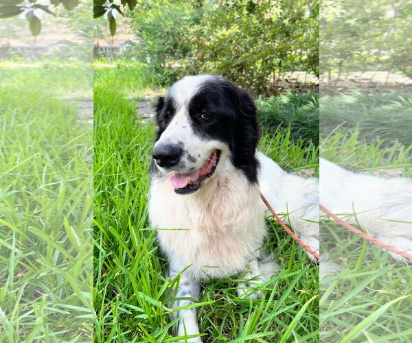 Medium Photo #10 Great Pyrenees-Unknown Mix Puppy For Sale in Spring, TX, USA