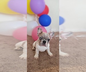 French Bulldog Puppy for sale in TAMPA, FL, USA