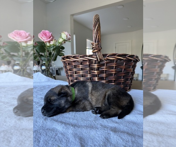 Medium Photo #1 German Shepherd Dog Puppy For Sale in PORTLAND, OR, USA