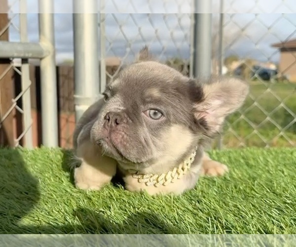 Medium Photo #6 French Bulldog Puppy For Sale in HOUSTON, TX, USA