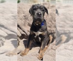 Small #2 Cane Corso