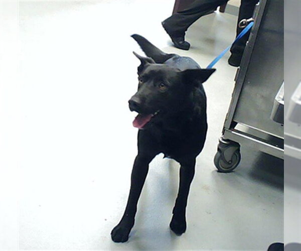 Medium Photo #1 Labrador Retriever-Unknown Mix Puppy For Sale in Fayetteville, NC, USA