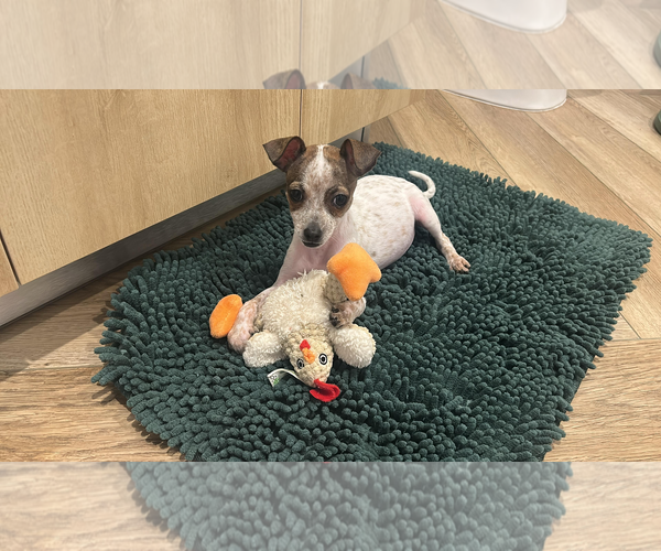 Medium Photo #3 Chihuahua Puppy For Sale in Pompano Beach , FL, USA