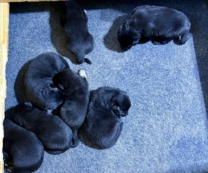 German Shepherd Dog Puppy for sale in BEULAVILLE, NC, USA