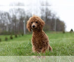 Small #7 Poodle (Toy)