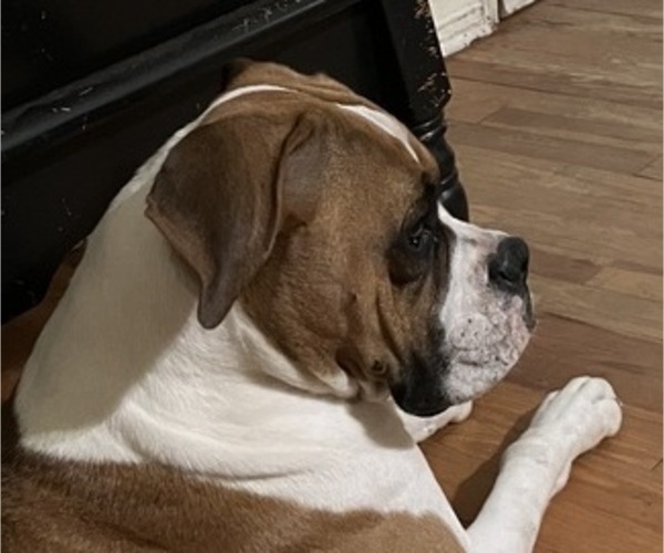 Medium Photo #1 Boxer Puppy For Sale in DAYTONA BEACH, FL, USA