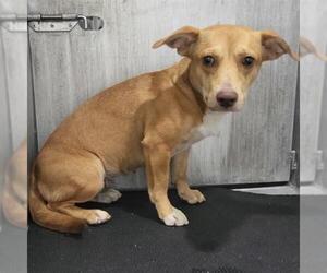 Dachshund-Unknown Mix Dogs for adoption in San Antonio, TX, USA