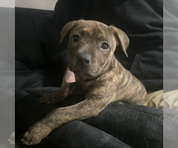 Medium Photo #2 Mutt Puppy For Sale in Fargo, ND, USA