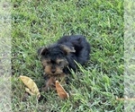 Small #6 Morkie
